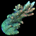 TSA Bill Murray Acropora Coral