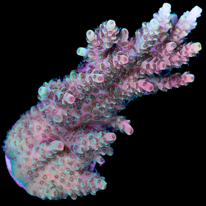 TSA Bill Murray Acropora Coral