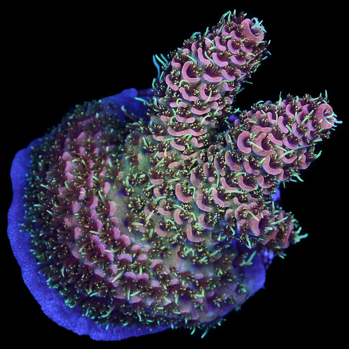 Ultra Raspberry Millepora Coral