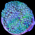 Ultra Ricordea Mushroom