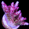 Ultra Tabling Acropora Coral