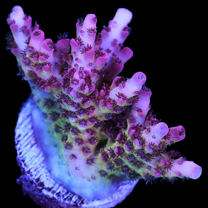 Ultra Tabling Acropora Coral
