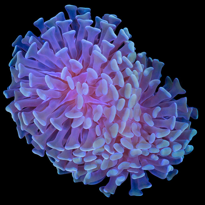 Vivid's Halo Branching Hammer Coral