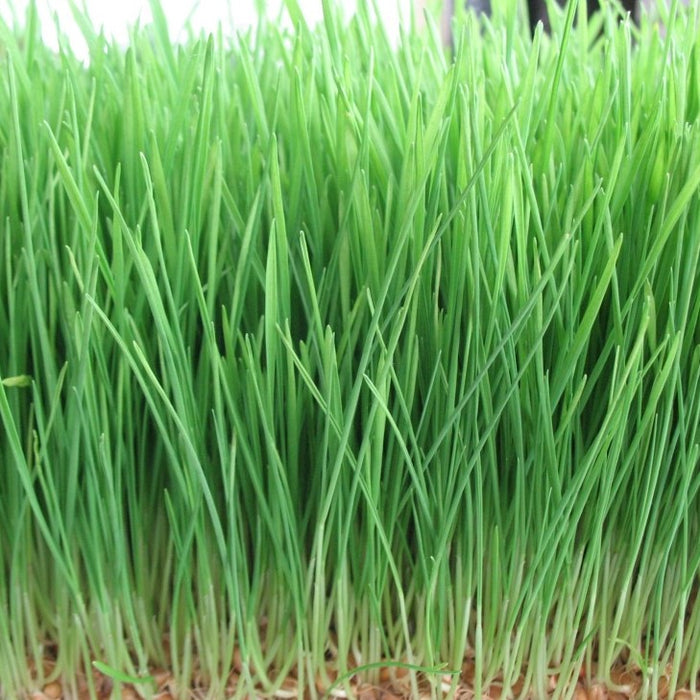 Wheatgrass Seeds (Triticum aestivum)
