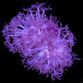 Xenia Coral Colony