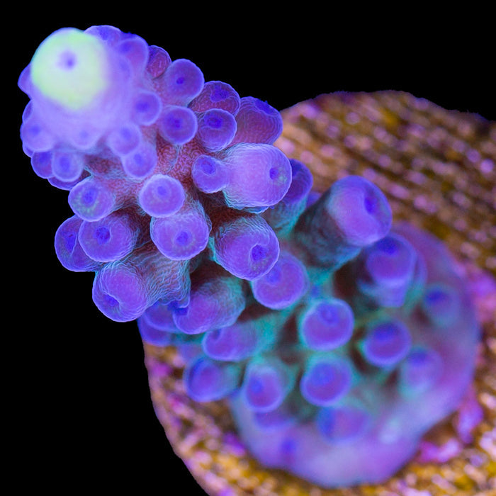 Yellow Tip Tort Acropora Coral